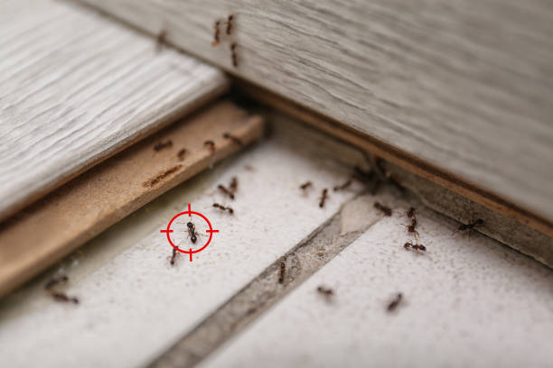 Best Ant Control Services  in Jackson, MO