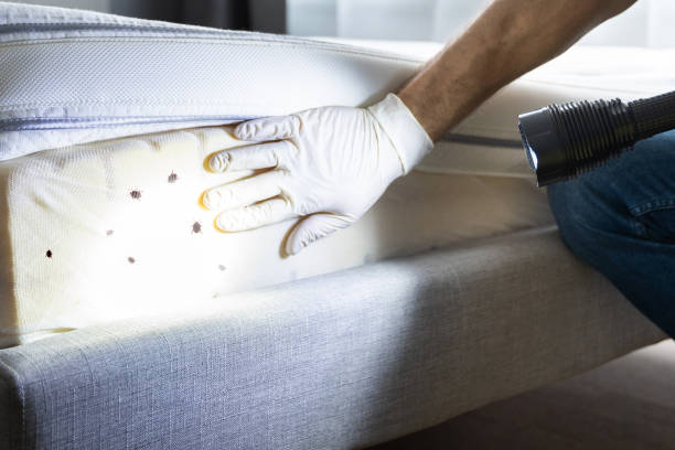 Best Pest Removal Services  in Jackson, MO