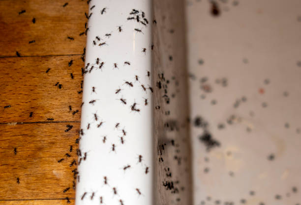 Best Wildlife Control Services  in Jackson, MO